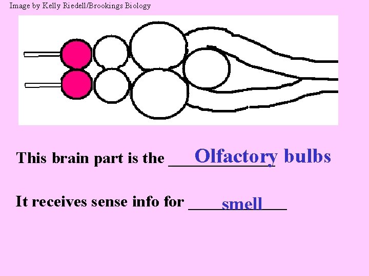 Image by Kelly Riedell/Brookings Biology Olfactory This brain part is the _______ bulbs It