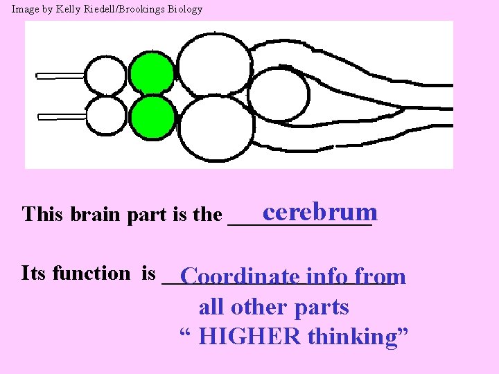 Image by Kelly Riedell/Brookings Biology cerebrum This brain part is the _______ Its function