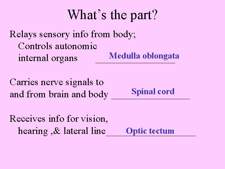What’s the part? Relays sensory info from body; Controls autonomic Medulla oblongata internal organs
