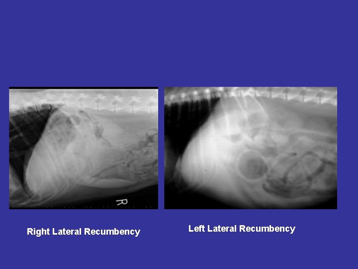 Right Lateral Recumbency Left Lateral Recumbency 