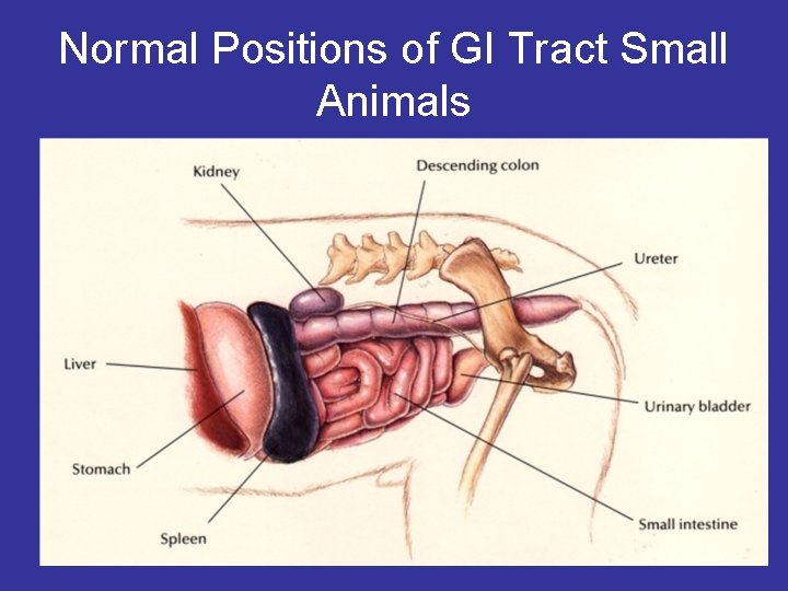 Normal Positions of GI Tract Small Animals 