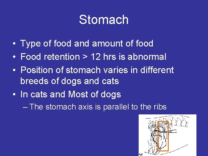 Stomach • Type of food and amount of food • Food retention > 12