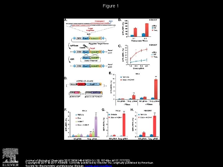 Figure 1 Journal of Biological Chemistry 2017 2926148 -6162 DOI: (10. 1074/jbc. M 117.