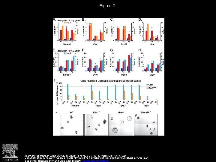Figure 2 Journal of Biological Chemistry 2017 2926148 -6162 DOI: (10. 1074/jbc. M 117.