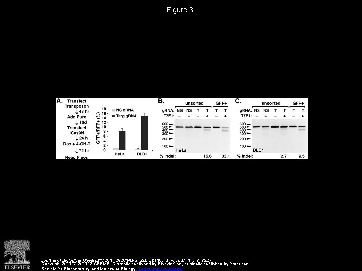 Figure 3 Journal of Biological Chemistry 2017 2926148 -6162 DOI: (10. 1074/jbc. M 117.