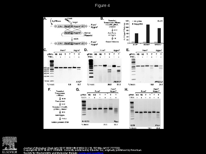 Figure 4 Journal of Biological Chemistry 2017 2926148 -6162 DOI: (10. 1074/jbc. M 117.