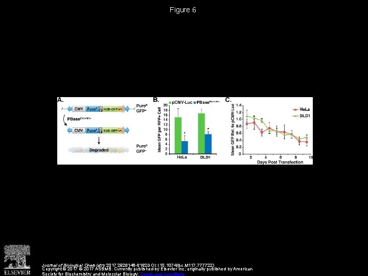 Figure 6 Journal of Biological Chemistry 2017 2926148 -6162 DOI: (10. 1074/jbc. M 117.