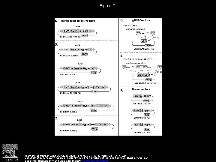 Figure 7 Journal of Biological Chemistry 2017 2926148 -6162 DOI: (10. 1074/jbc. M 117.