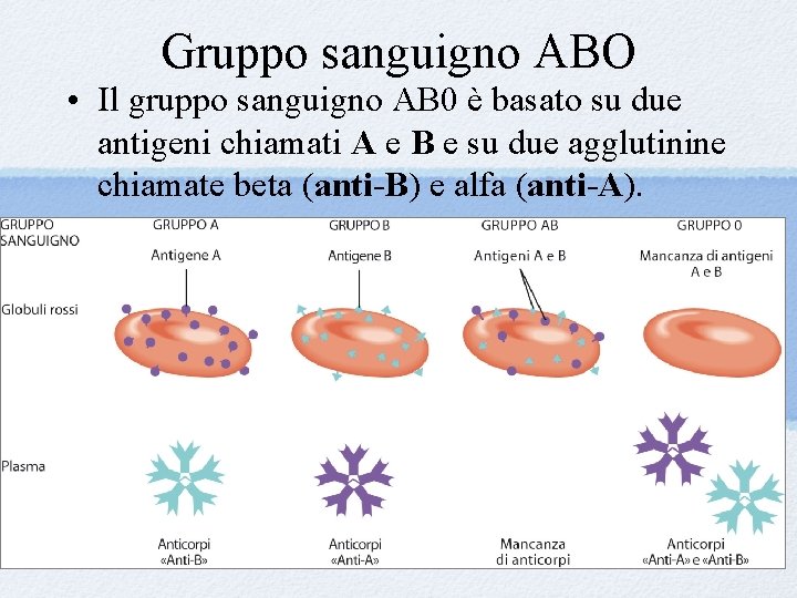 Gruppo sanguigno ABO • Il gruppo sanguigno AB 0 è basato su due antigeni