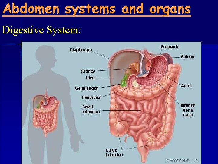 Abdomen systems and organs Digestive System: 