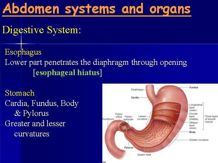 Abdomen systems and organs Digestive System: Esophagus Lower part penetrates the diaphragm through opening