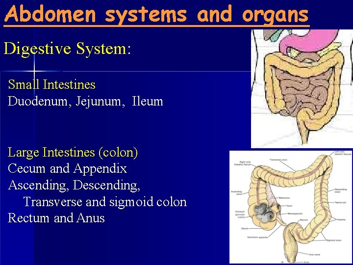 Abdomen systems and organs Digestive System: Small Intestines Duodenum, Jejunum, Ileum Large Intestines (colon)