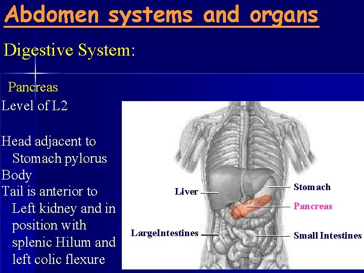Abdomen systems and organs Digestive System: Pancreas Level of L 2 Head adjacent to