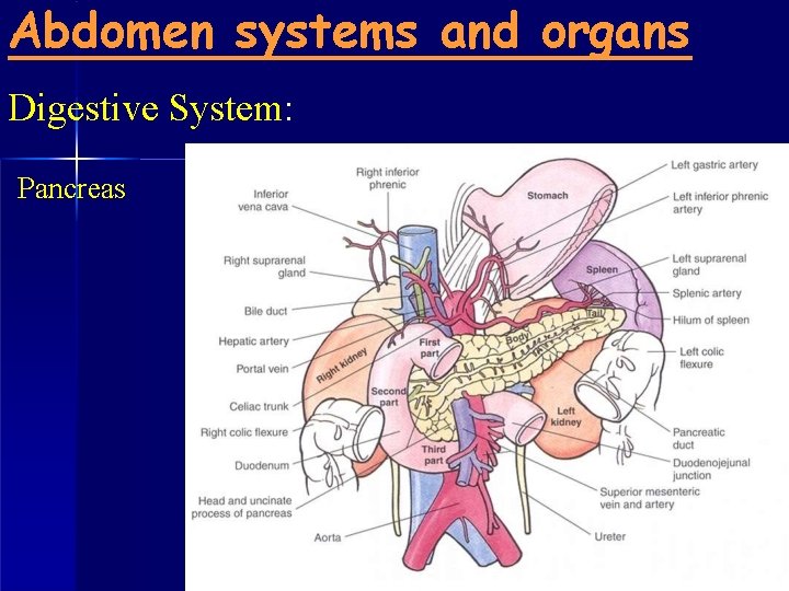 Abdomen systems and organs Digestive System: Pancreas 