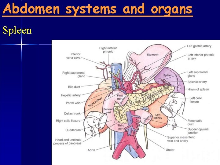 Abdomen systems and organs Spleen 