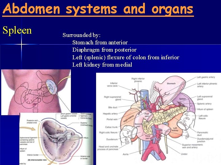 Abdomen systems and organs Spleen Surrounded by: Stomach from anterior Diaphragm from posterior Left