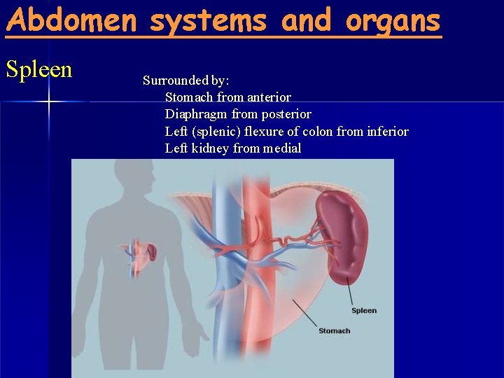 Abdomen systems and organs Spleen Surrounded by: Stomach from anterior Diaphragm from posterior Left