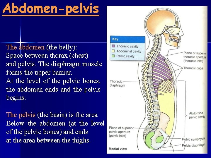 Abdomen-pelvis The abdomen (the belly): Space between thorax (chest) and pelvis. The diaphragm muscle
