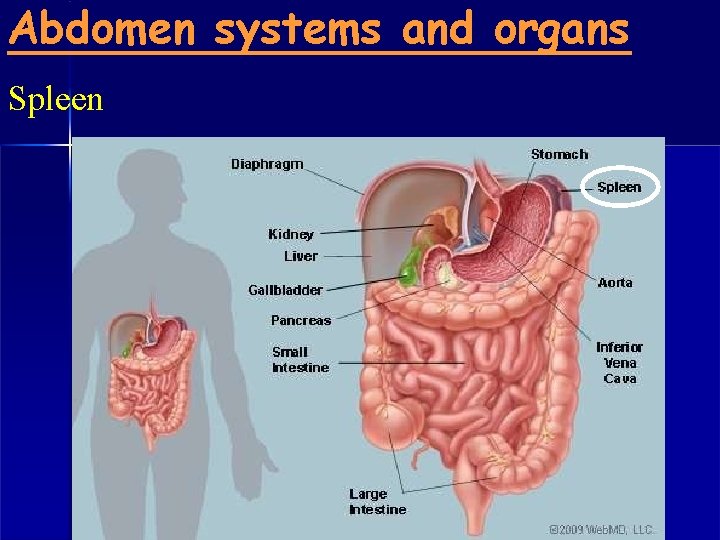 Abdomen systems and organs Spleen 
