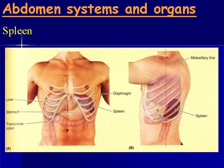 Abdomen systems and organs Spleen 