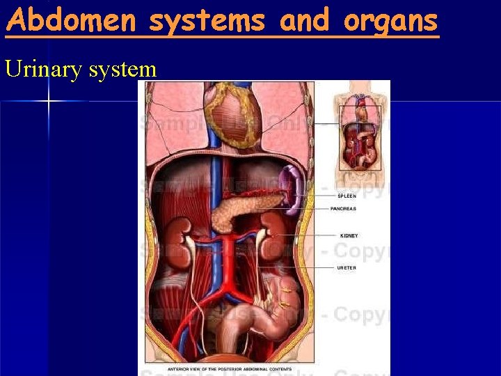 Abdomen systems and organs Urinary system 