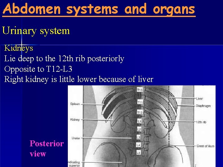Abdomen systems and organs Urinary system Kidneys Lie deep to the 12 th rib