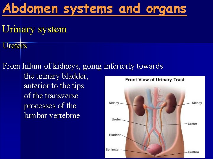 Abdomen systems and organs Urinary system Ureters From hilum of kidneys, going inferiorly towards