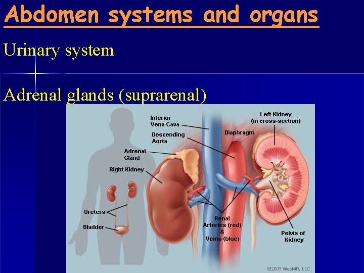 Abdomen systems and organs Urinary system Adrenal glands (suprarenal) 