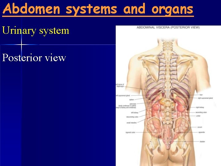 Abdomen systems and organs Urinary system Posterior view 