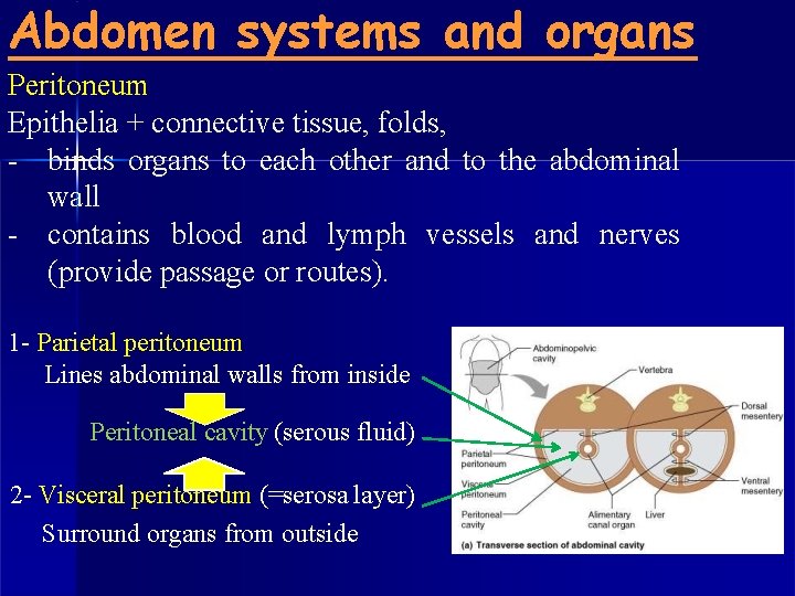 Abdomen systems and organs Peritoneum Epithelia + connective tissue, folds, - binds organs to
