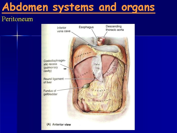 Abdomen systems and organs Peritoneum 