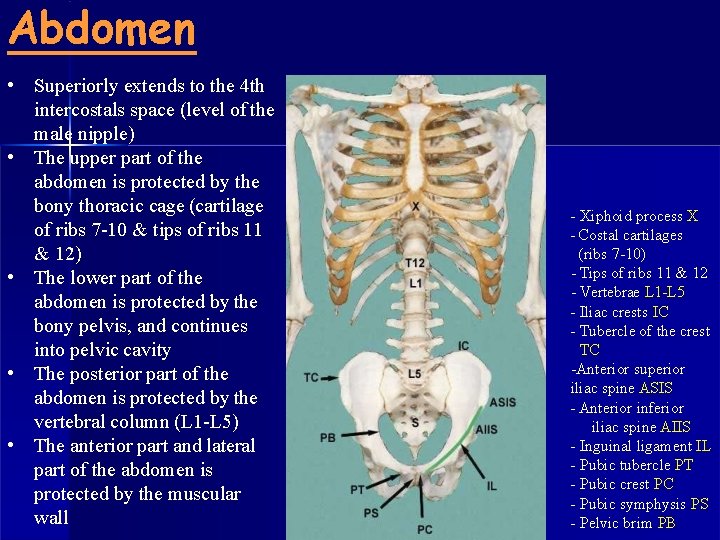 Abdomen • Superiorly extends to the 4 th intercostals space (level of the male