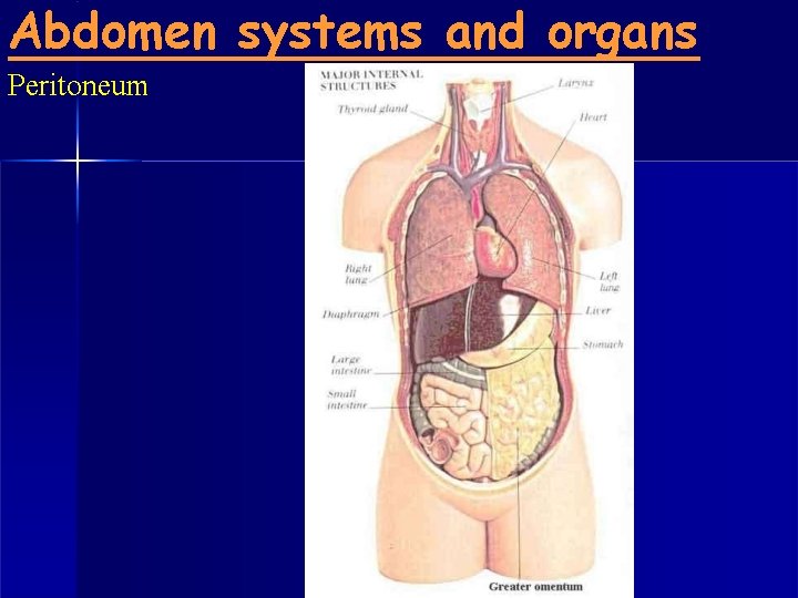 Abdomen systems and organs Peritoneum 