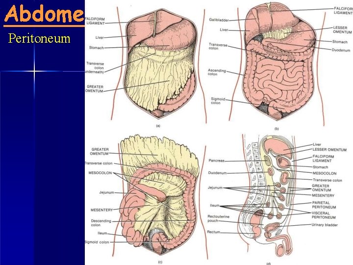 Abdomen systems and organs Peritoneum 