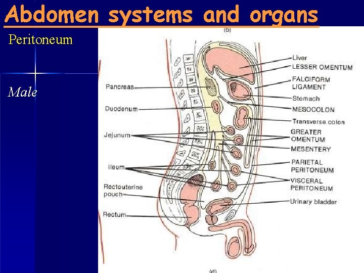 Abdomen systems and organs Peritoneum Male 