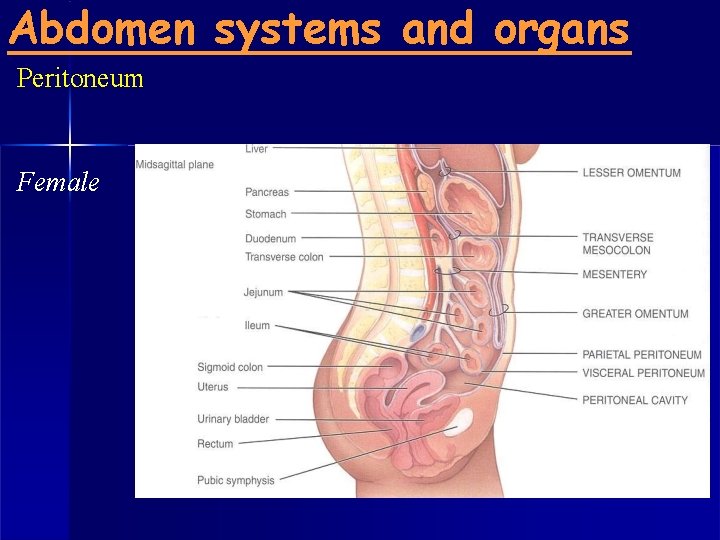 Abdomen systems and organs Peritoneum Female 