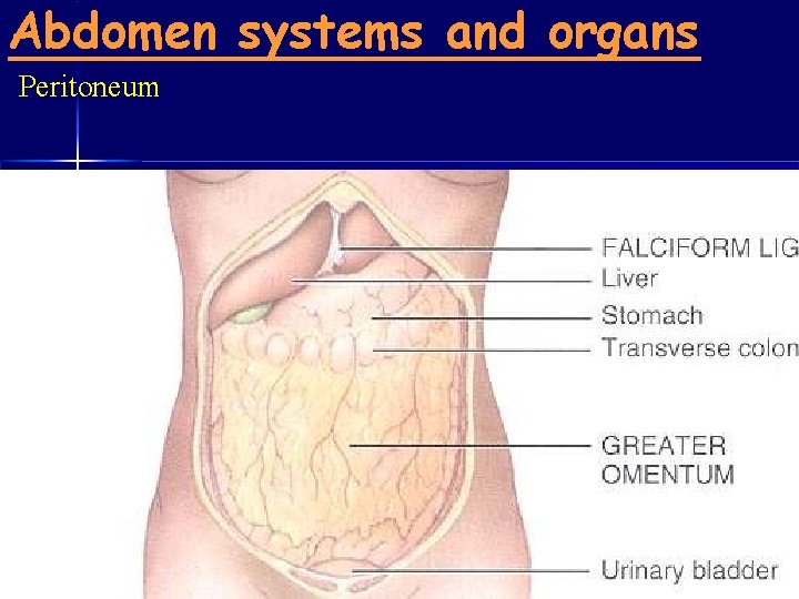 Abdomen systems and organs Peritoneum 