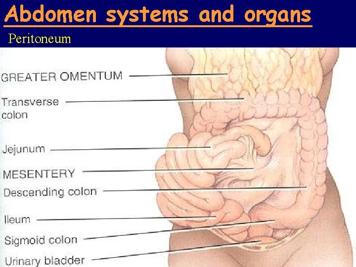 Abdomen systems and organs Peritoneum 