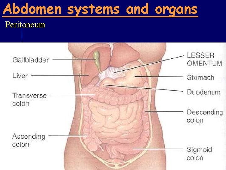 Abdomen systems and organs Peritoneum 