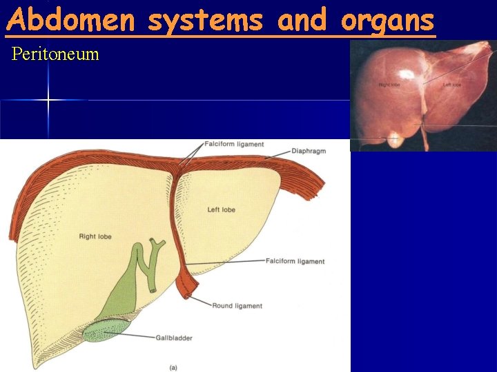 Abdomen systems and organs Peritoneum 