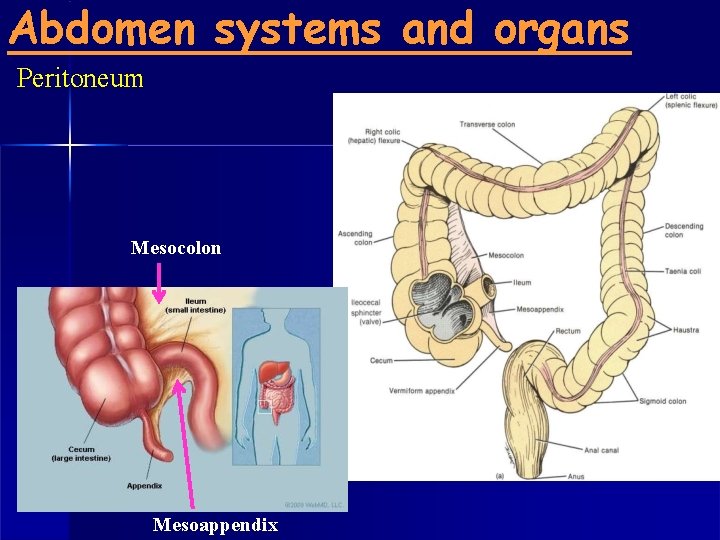 Abdomen systems and organs Peritoneum Mesocolon Mesoappendix 