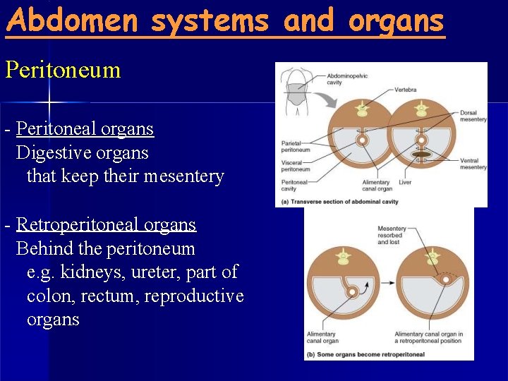 Abdomen systems and organs Peritoneum - Peritoneal organs Digestive organs that keep their mesentery