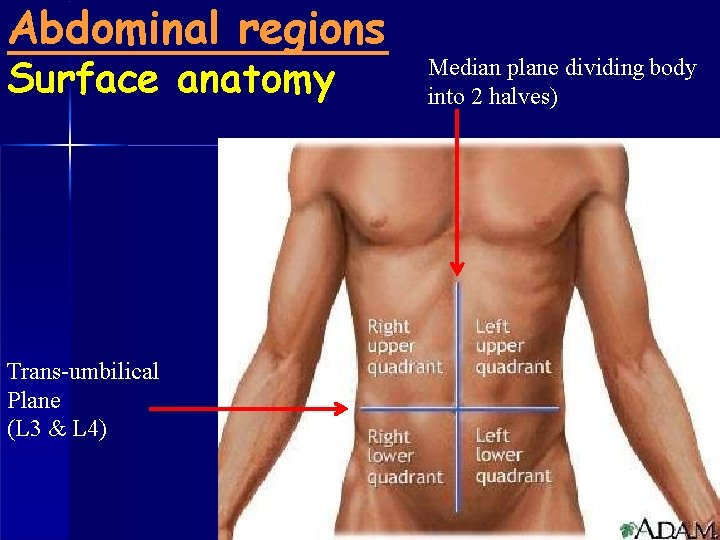 Abdominal regions Surface anatomy Trans-umbilical Plane (L 3 & L 4) Median plane dividing