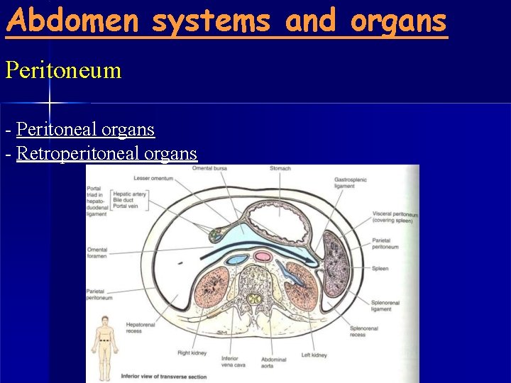 Abdomen systems and organs Peritoneum - Peritoneal organs - Retroperitoneal organs 