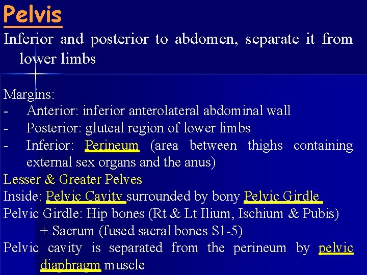 Pelvis Inferior and posterior to abdomen, separate it from lower limbs Margins: - Anterior: