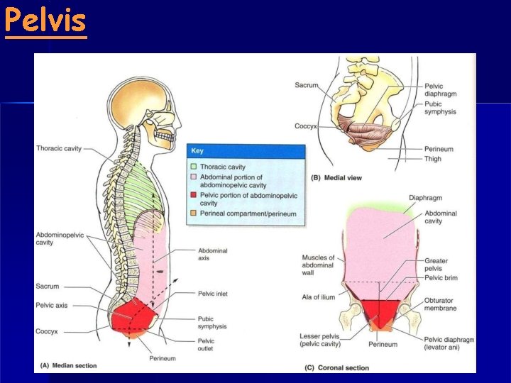 Pelvis 