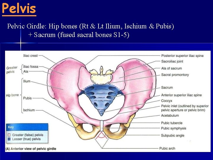 Pelvis Pelvic Girdle: Hip bones (Rt & Lt Ilium, Ischium & Pubis) + Sacrum
