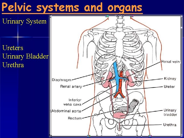 Pelvic systems and organs Urinary System Ureters Urinary Bladder Urethra 