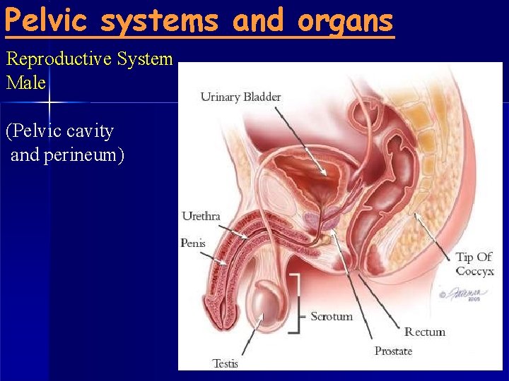 Pelvic systems and organs Reproductive System Male (Pelvic cavity and perineum) 