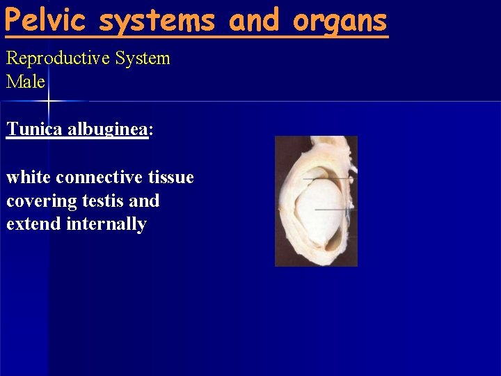Pelvic systems and organs Reproductive System Male Tunica albuginea: white connective tissue covering testis
